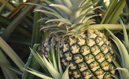 Premature flowering can lead to a highly erratic pineapple supply. Getty Image.
